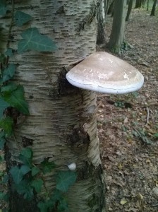 Champignon Amadouvier Hamadryade