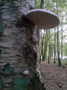 Champignon Amadouvier Hamadryade.