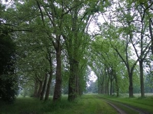 Allée
