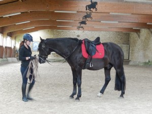 cheval dans manège