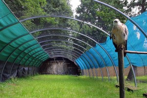 Volière de préparation au relâcher avec une Buse variable_photo D. CRICKBOOM