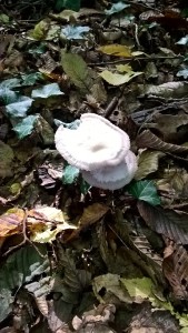 Champignons en forêt de Port-Royal
