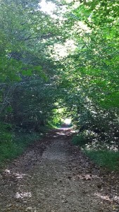 En forêt de Port-Royal