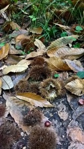 L'Automne en forêt de Port-Royal
