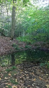 Petite mare en forêt de Port-Royal