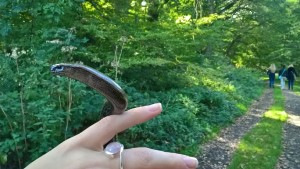 Un orvet passait par là...