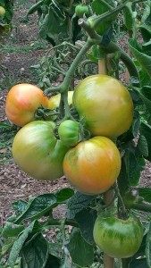 Et autres belles couleurs dans le potager