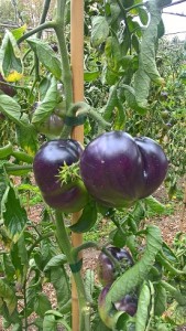 Incroyables blue tomates du potager